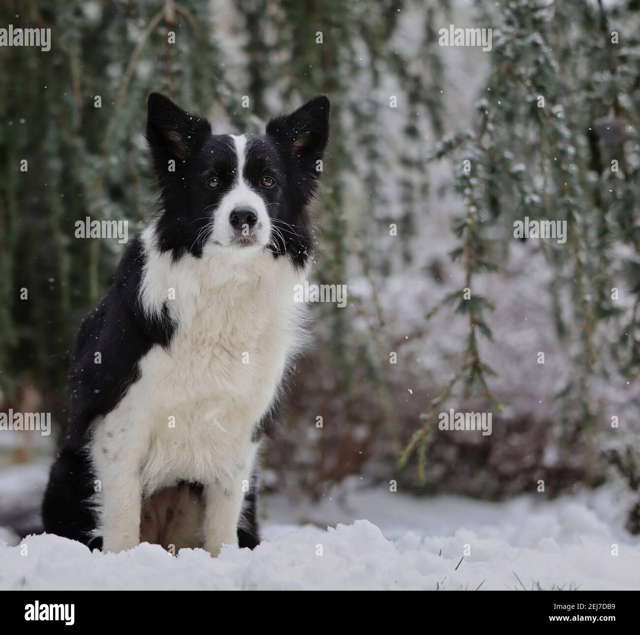Border Collie si trova nella neve durante il freddo giorno d'inverno.  Adorabile cane bianco e nero nel giardino Foto stock - Alamy