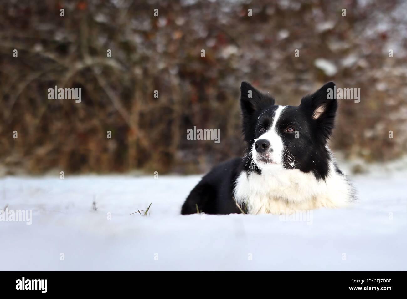 Nero e bianco bordo Collie cane si trova in giù nella neve durante freddo giorno d'inverno. Foto Stock