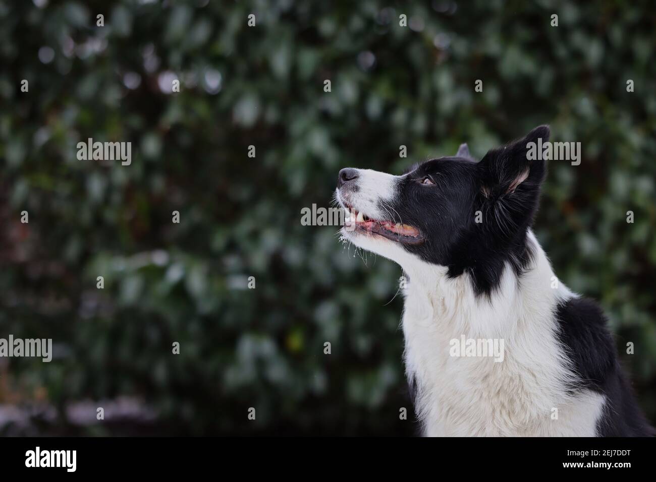 Profilo laterale di sorridente Border Collie in Green Nature. Carino cane bianco e nero guarda in su nel giardino. Foto Stock