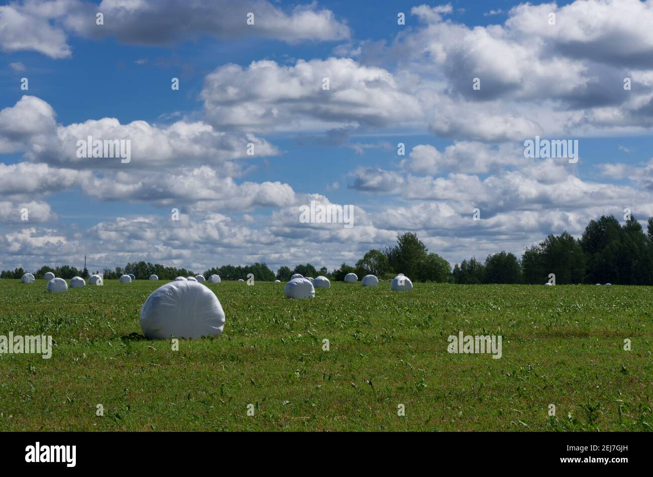 Paesaggio estivo con rotoli di fieno in confezione di plastica su lo sfondo del cielo con le nuvole Foto Stock