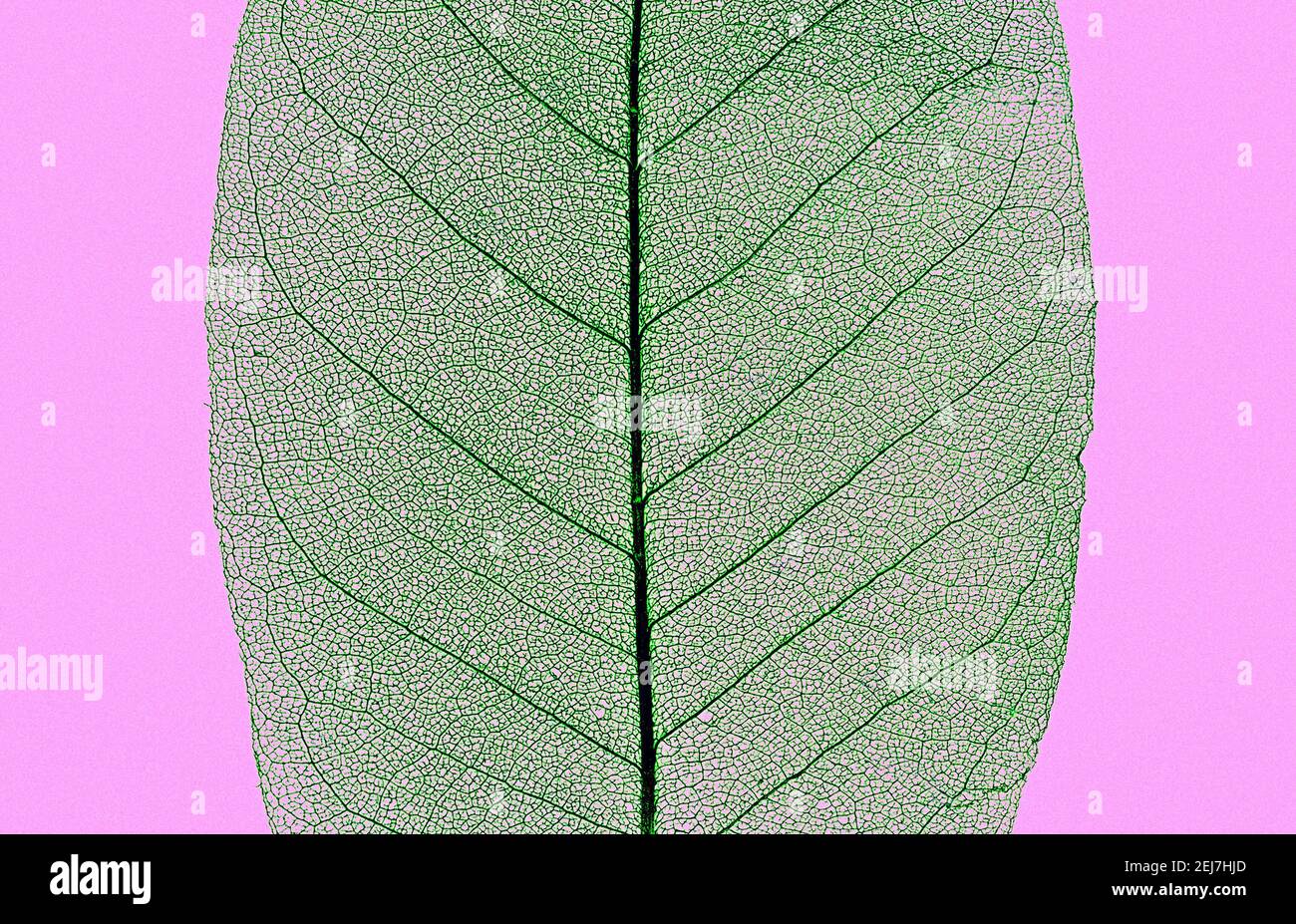 foglia di magnolia trasparente scheletro. astratto сomposition nei toni del verde e del viola chiaro Foto Stock