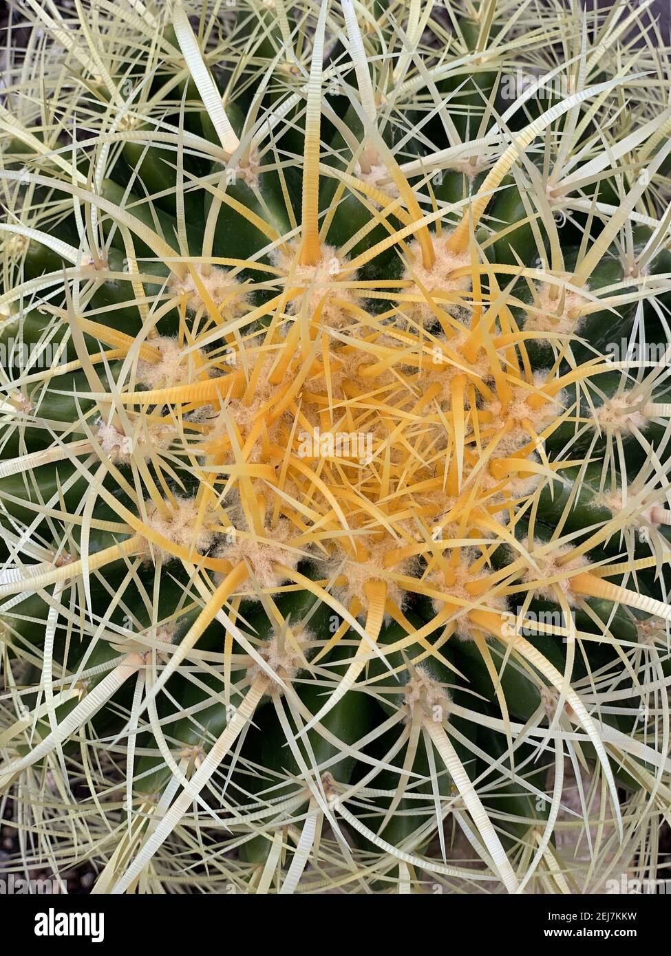 Colpo verticale di un cactus cilindrico con la spina che sporge fuori in una ripetizione geometrica Foto Stock