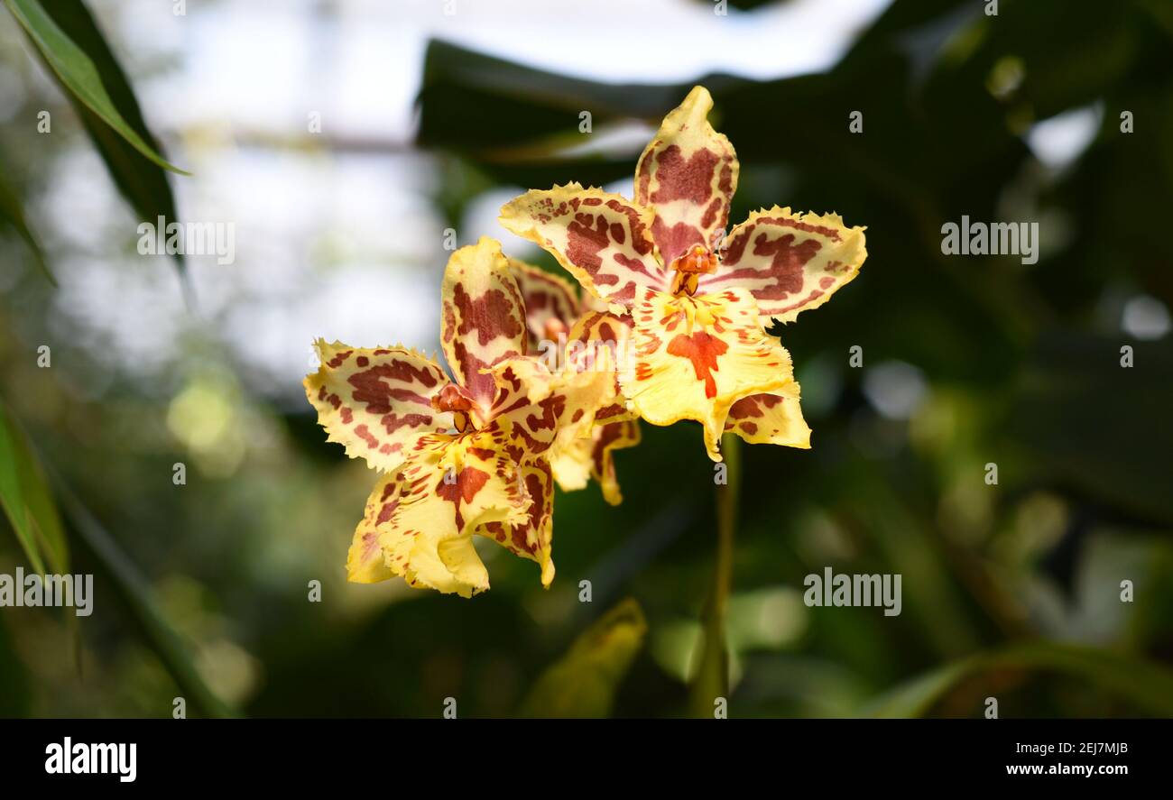 Due orchidee puntate gialle cattleya Foto Stock
