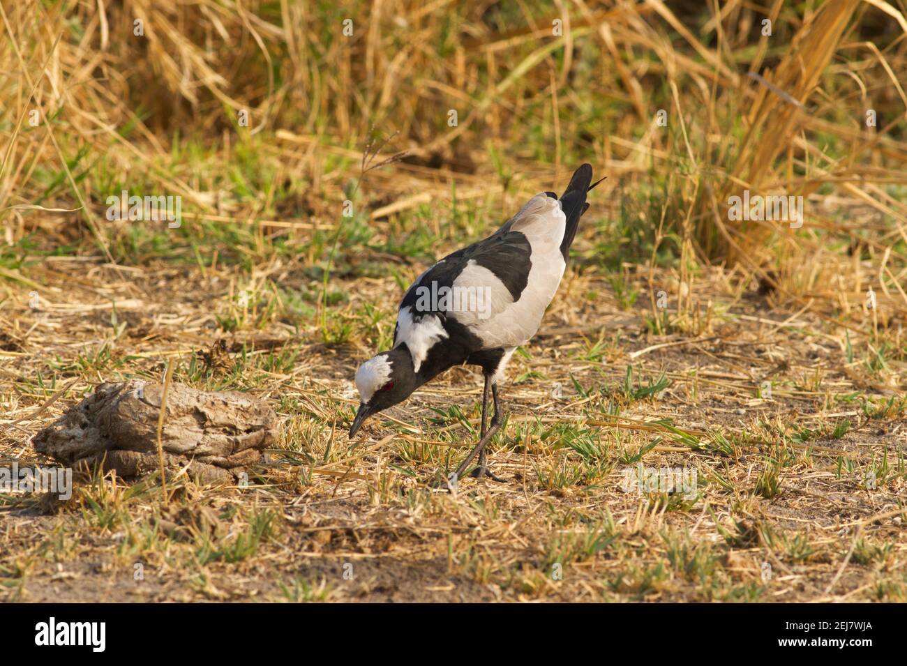 Il Blacksmith Plover prende il nome dalla chiamata metallica che suona come uno Smithy che colpisce un'incudine, ed è un uccello comune delle zone umide e dei bordi dell'acqua Foto Stock