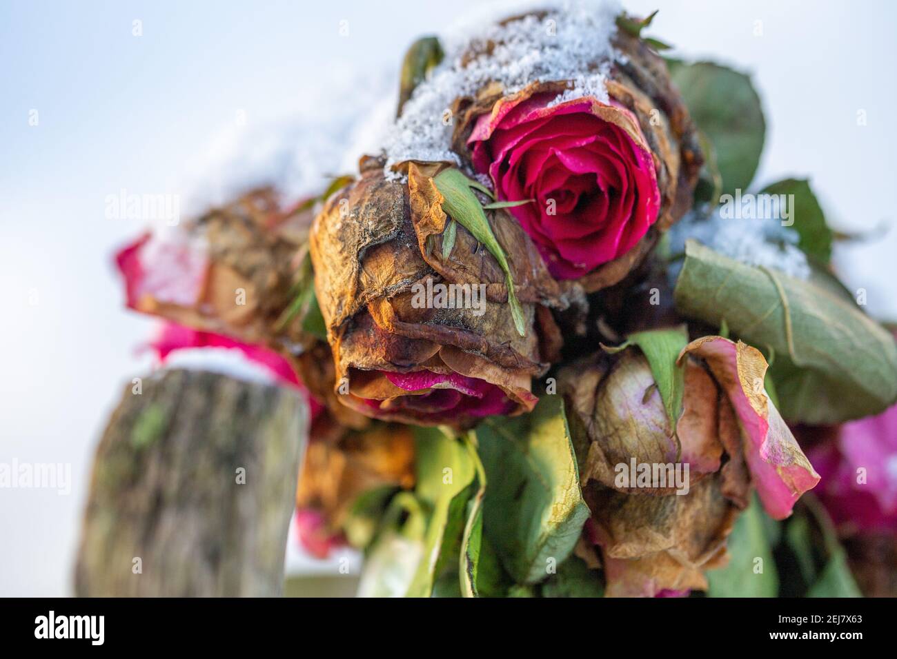 Chiudi macro sparare di rose rosse congelate con petali secchi in inverno Foto Stock