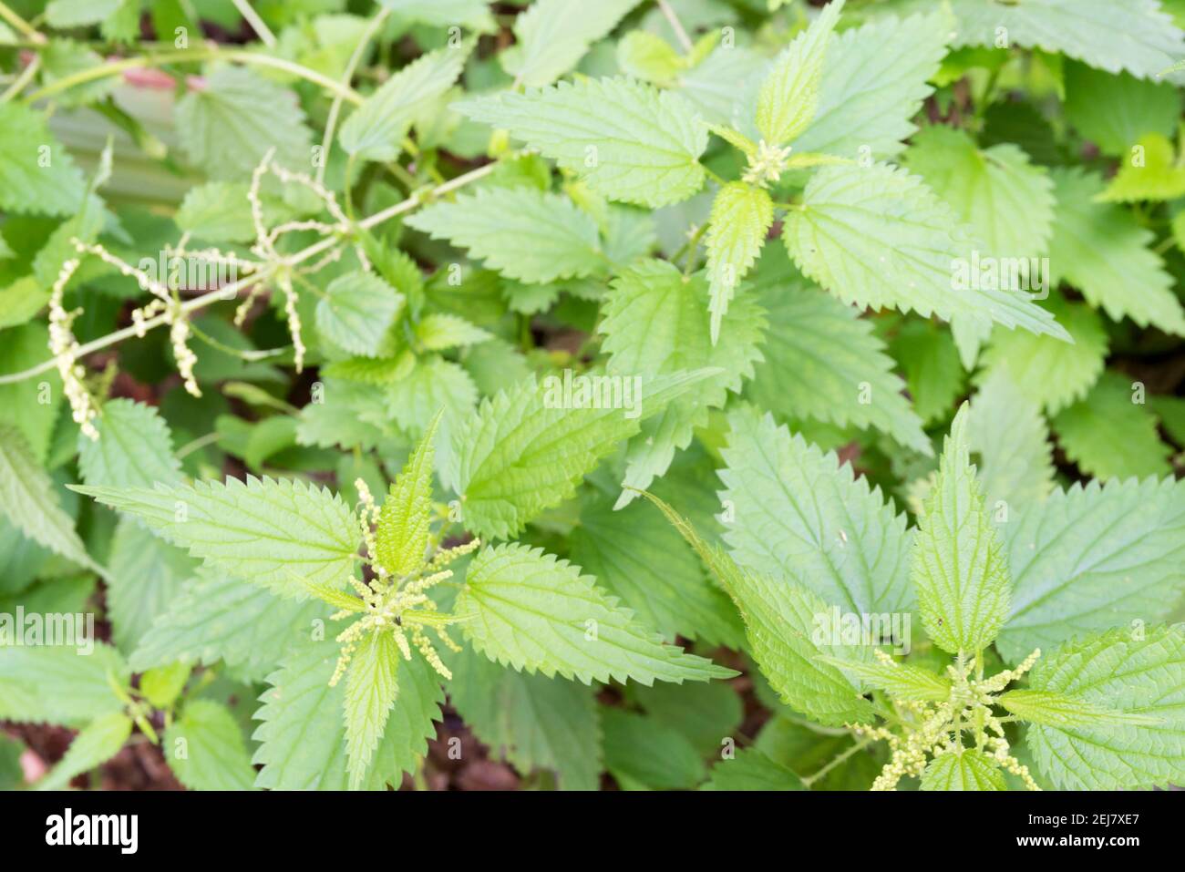 Ortica annuale, ortica nana nana, ortica piccola, ortica cane o ortica ardente, è una pianta di fioritura annuale erbacea Foto Stock