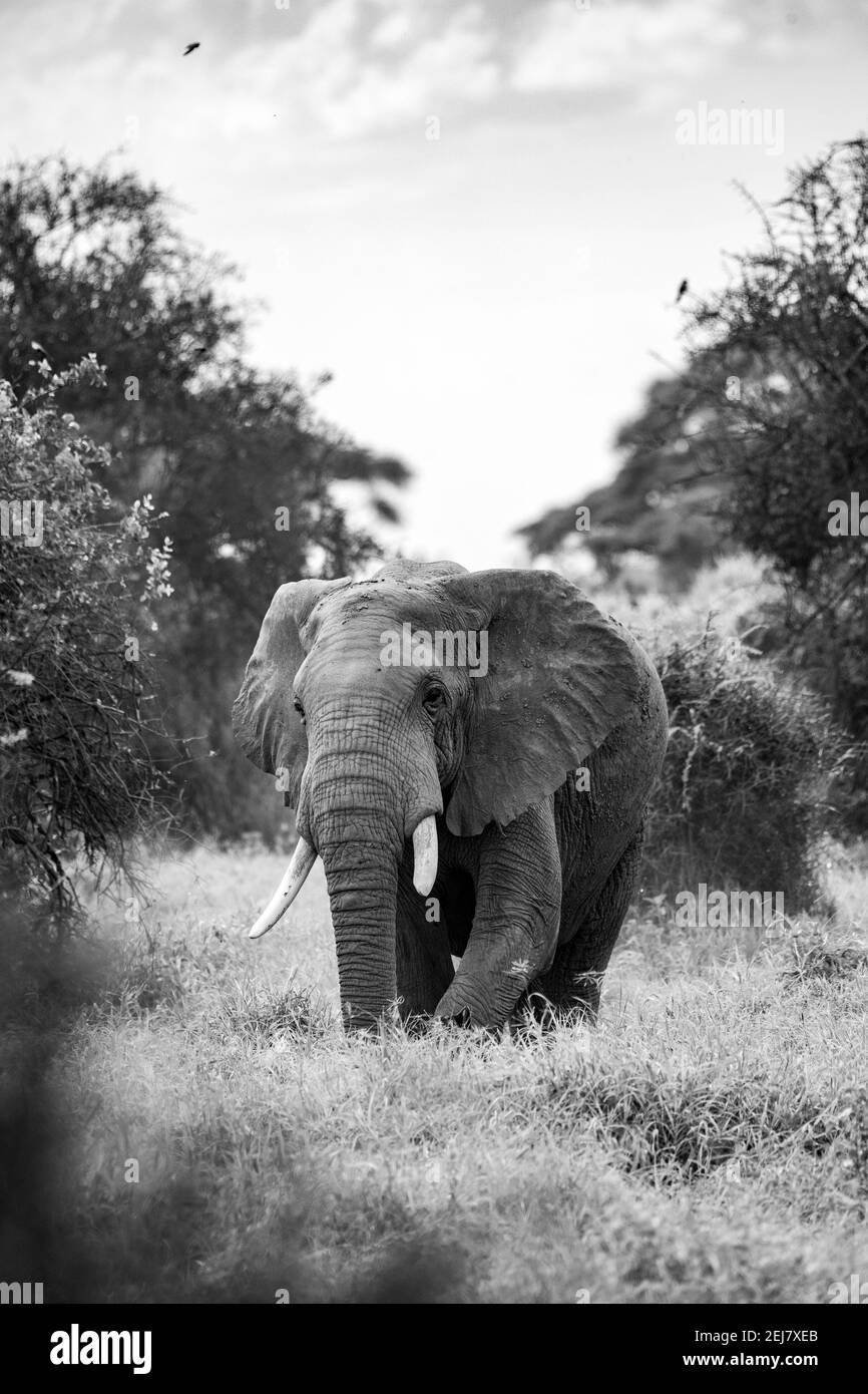 Afro Bush elefante (Loxodonta africana) si chiede intorno ai cespugli di africa .safari nel parco nazionale di amboseli, kenya vicino mt kilimanjaro Foto Stock