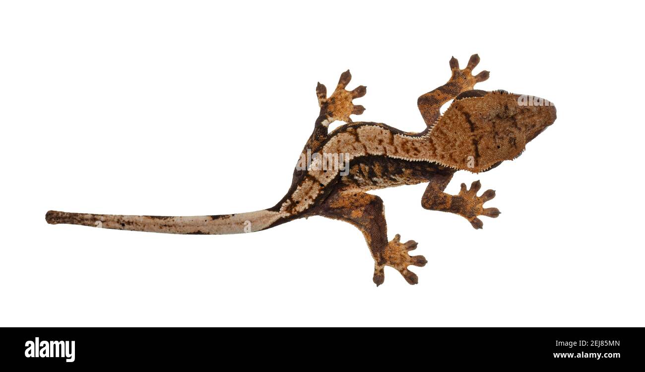 Vista dall'alto di Crested Gecko aka Correlophus ciliatus. In piedi su una superficie bianca. Isolato su sfondo bianco. Foto Stock