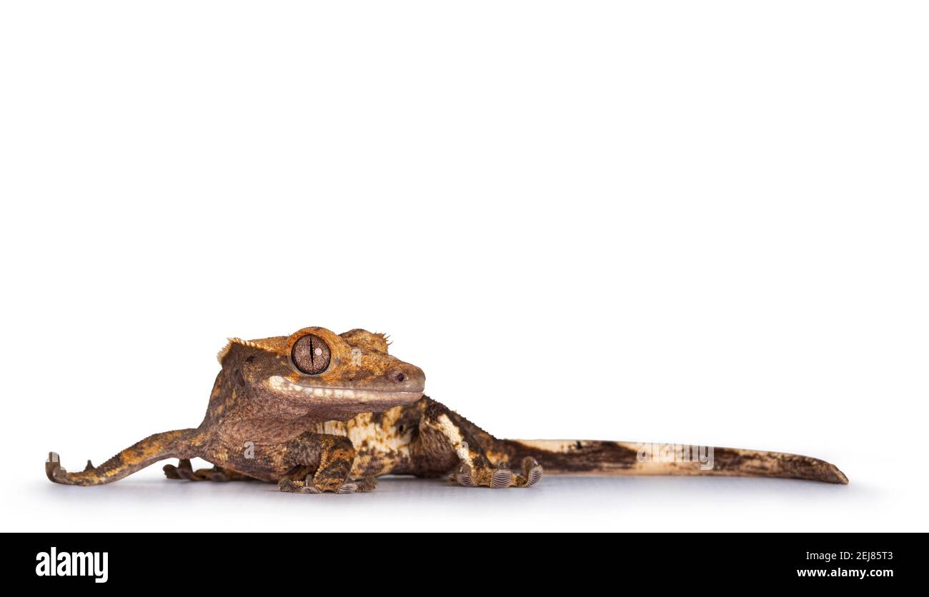 Livello oculare di giallo marrone macchiato Gecko aka Correlophus ciliatus. In piedi in senso laterale con la testa rivolta verso il lato. Isolato su sfondo bianco Foto Stock