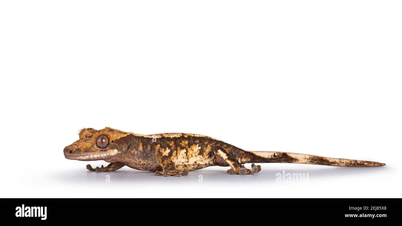Livello oculare di giallo marrone macchiato Gecko aka Correlophus ciliatus. Camminando lungo le strade laterali guardando dritto. Isolato su sfondo bianco. Foto Stock