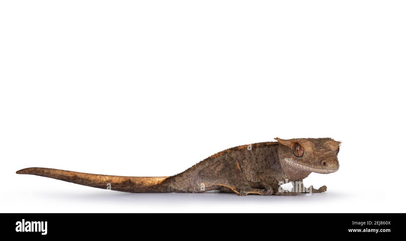 Livello dell'occhio di grigio grigiastro geco crestato aka Correlophus ciliatus. In piedi in senso laterale con la testa rivolta verso la fotocamera. Isolato su sfondo bianco. Foto Stock
