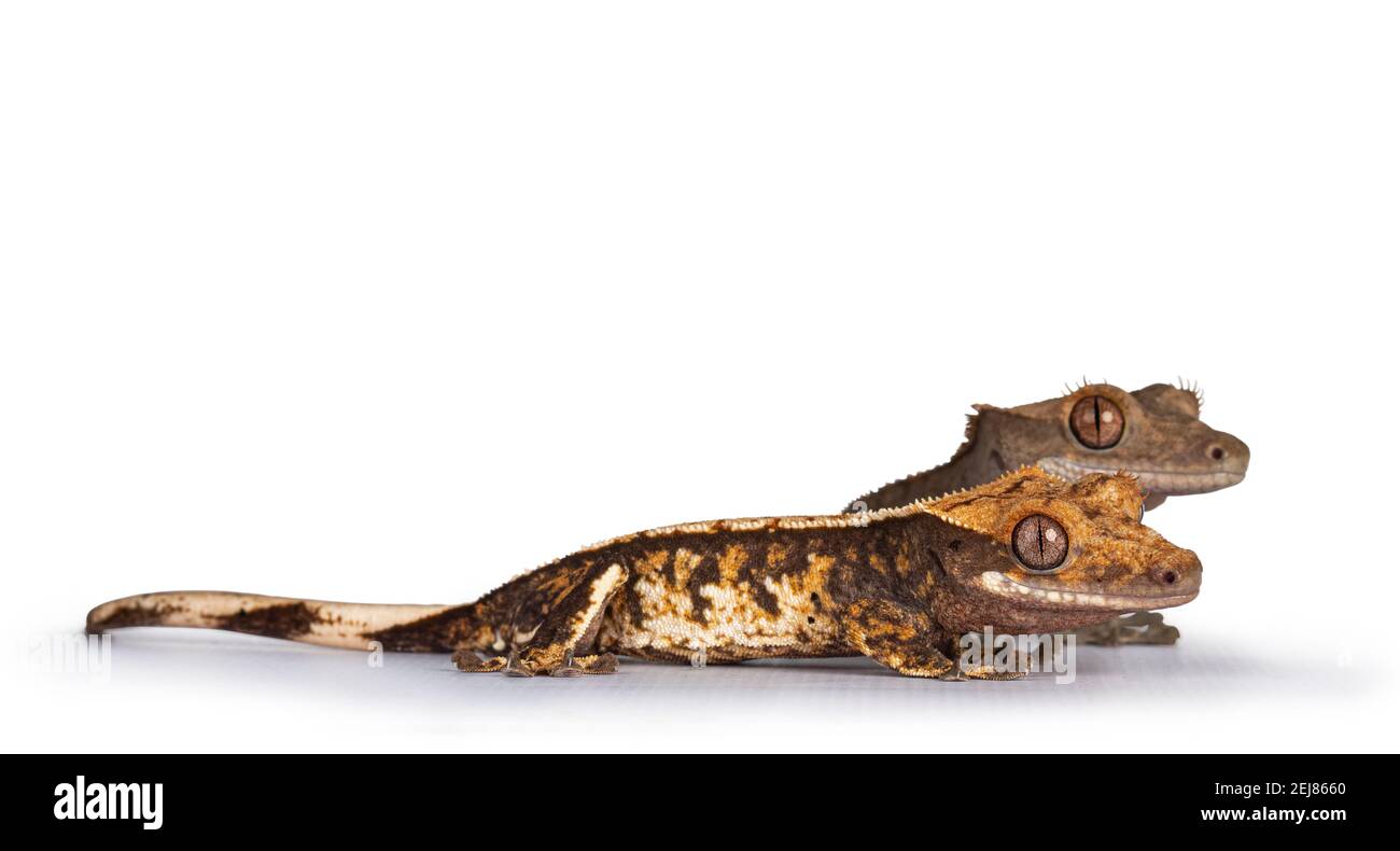 Vista a livello dell'occhio di due Crested Gecko's aka Correlophus ciliatus. Vie laterali in piedi. Isolato su sfondo bianco. Foto Stock