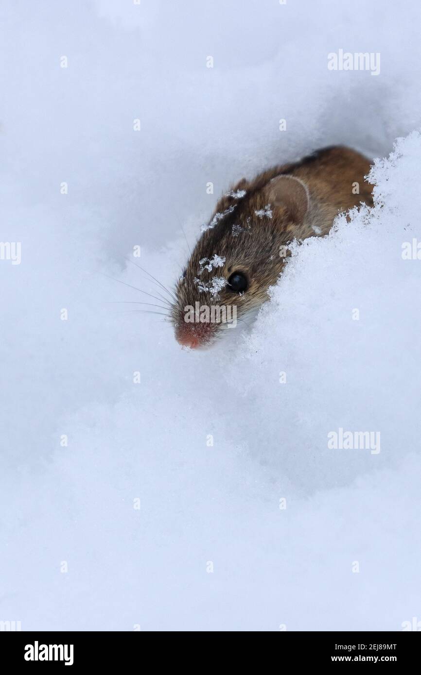 Strisce campo mouse Foto Stock