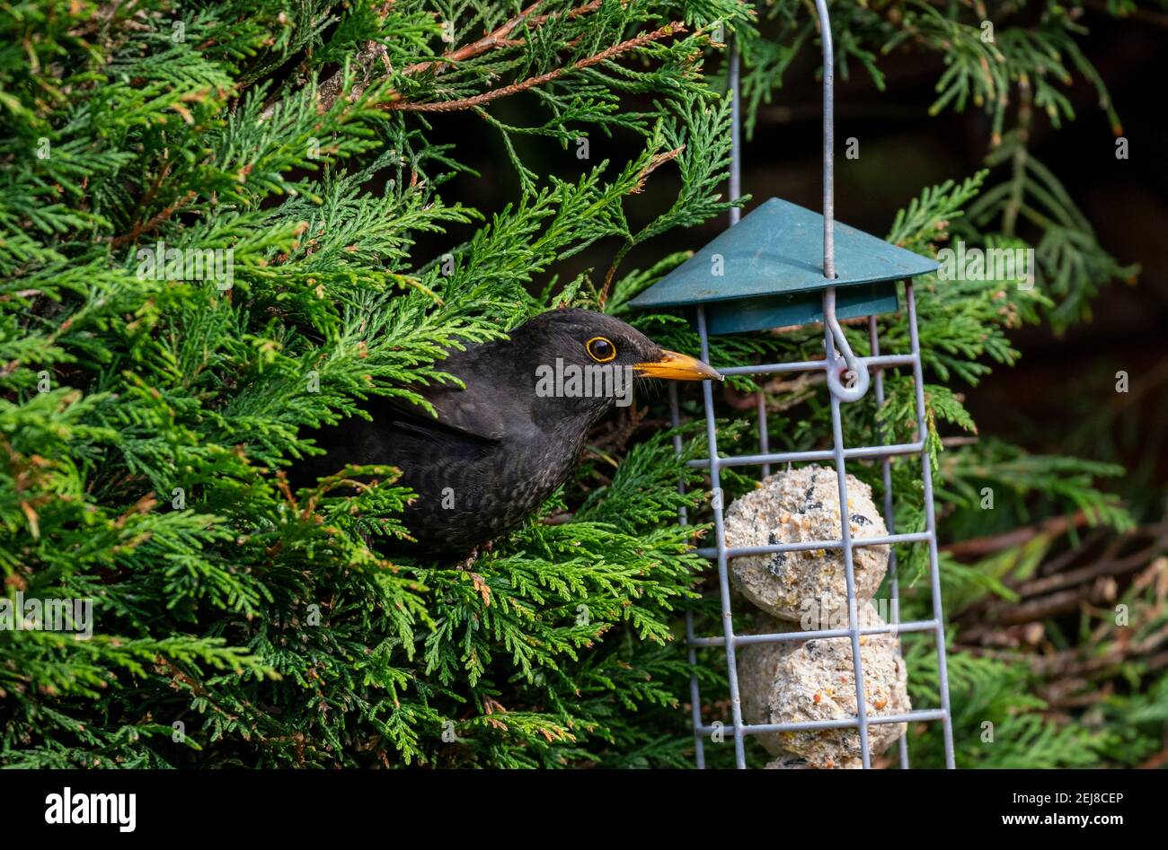Blackbird (Turdus merula) sbircia fuori dall'albero di conifere per nutrirsi dall'alimentatore di uccelli contenente suet palle di grasso cibo. Uccello maschio con anello giallo arancio. Foto Stock