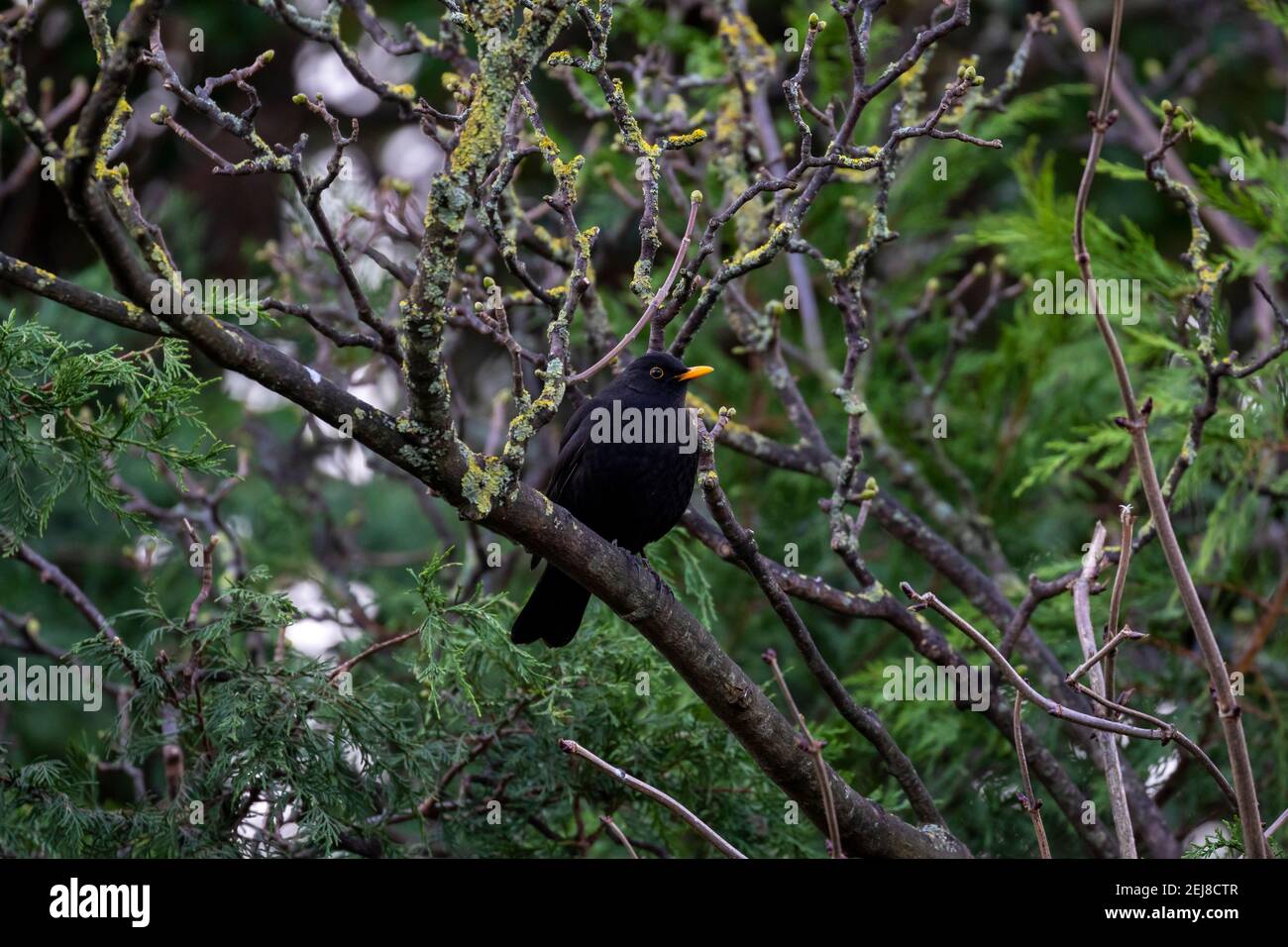 Uccello nero maschile (Turdus merula) arroccato sul ramo coperto con crescita di licheni verde giallo. Becco giallo arancione e anello oculare. Giardino, Irlanda Foto Stock