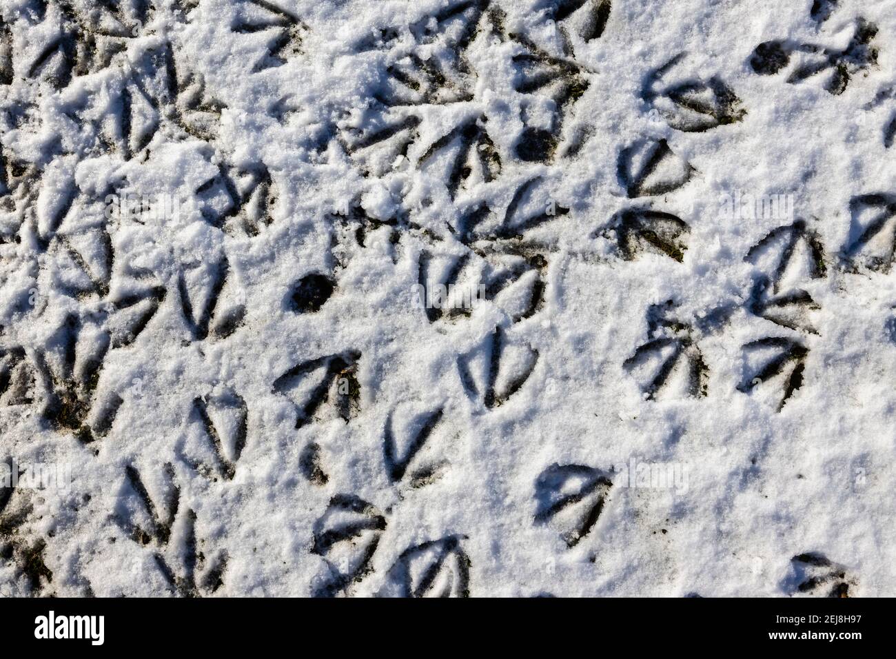 Numerose impronte di uccelli di oche canadesi (Branta canadensis) in neve morbida a terra in una giornata innevata in inverno, Surrey, Inghilterra sud-orientale Foto Stock