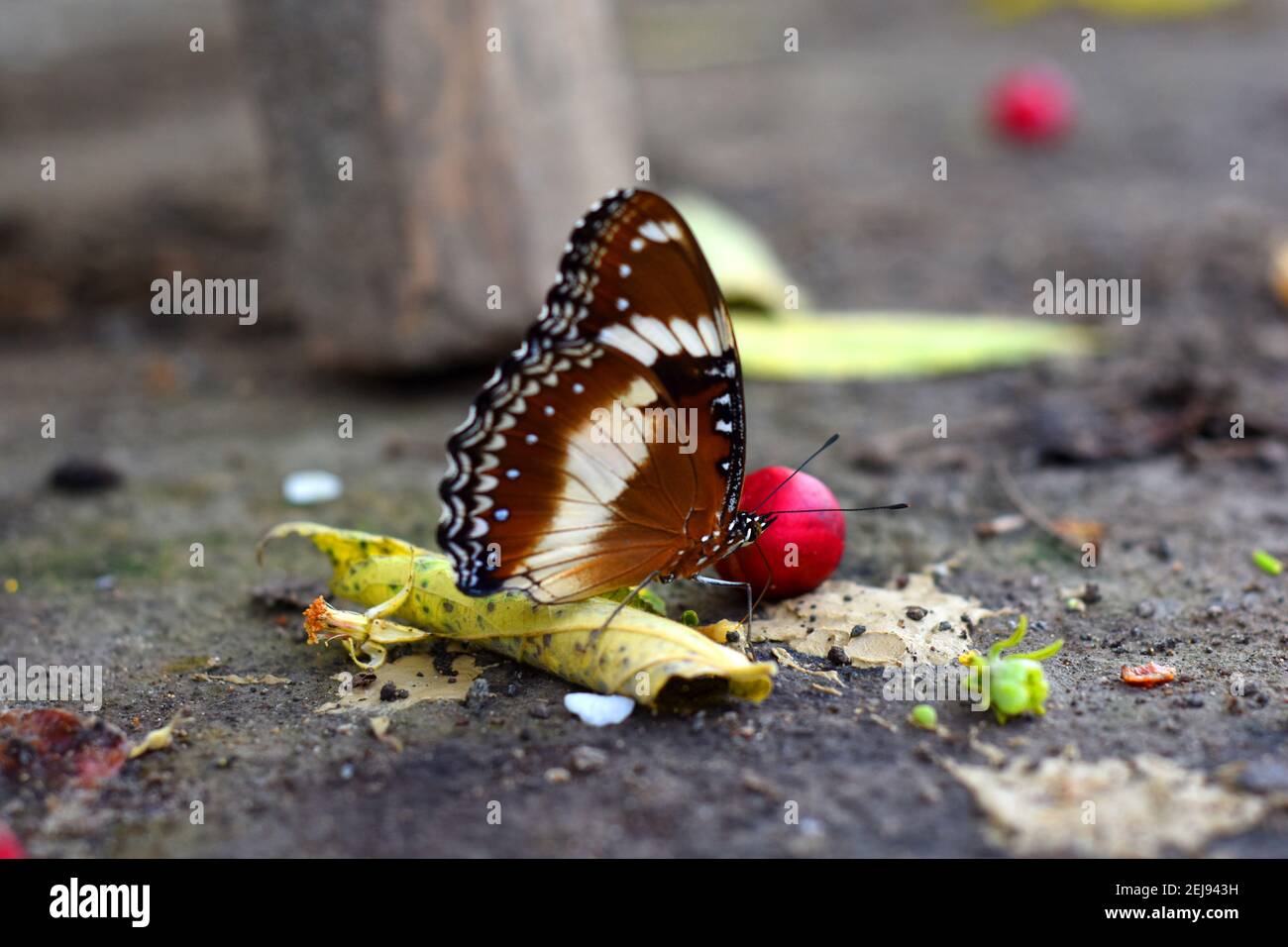 Farfalla d'uovo varia (Hypolimnas bolina) Foto Stock