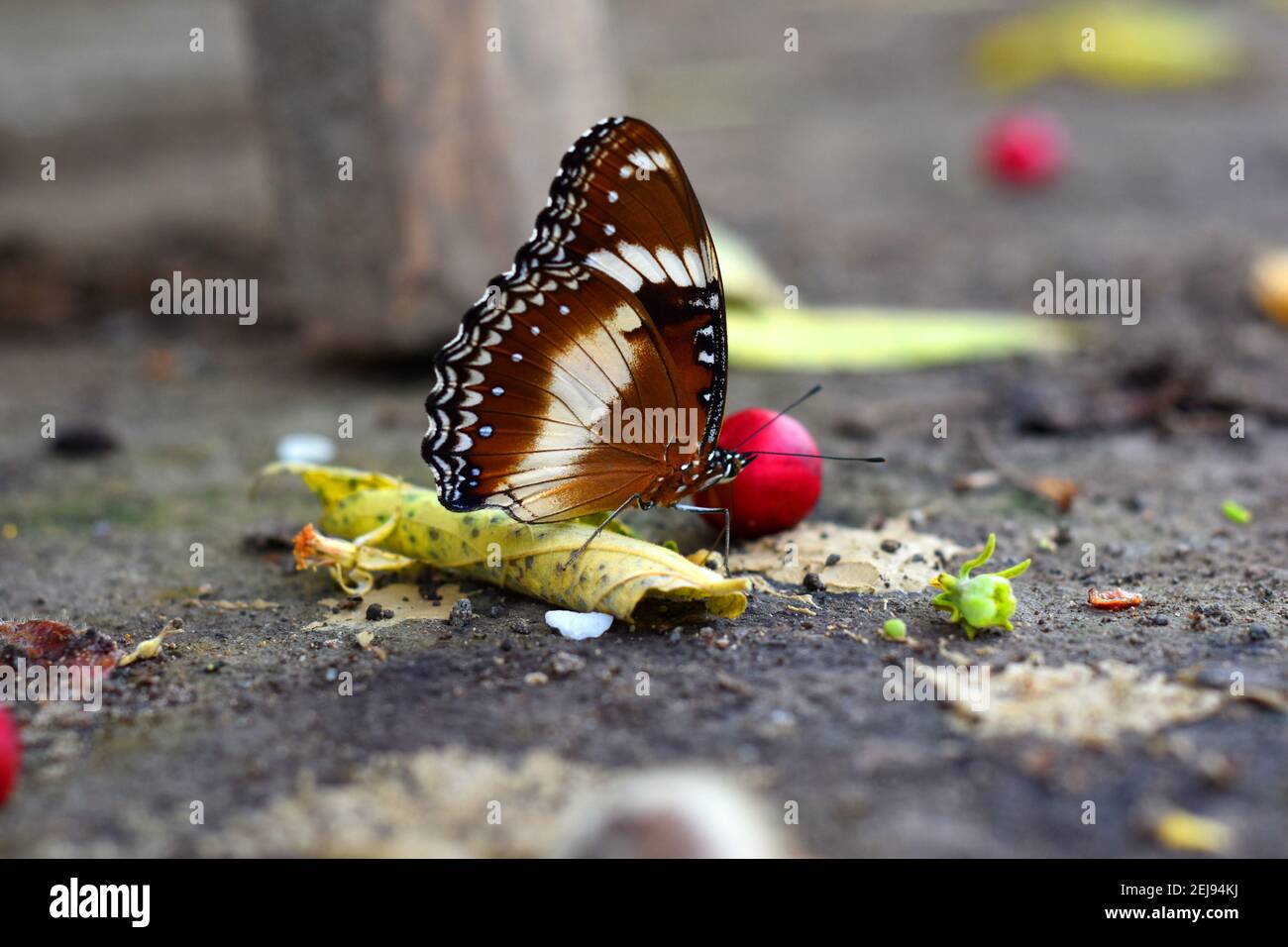 Farfalla d'uovo varia (Hypolimnas bolina) Foto Stock