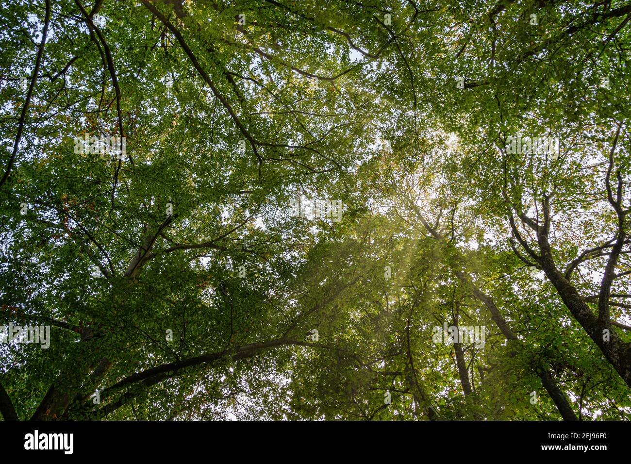Tettoia verde con raggi solari Foto Stock