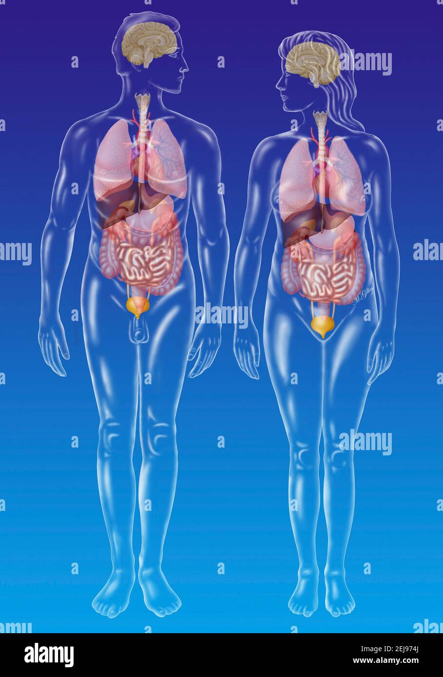 Anatomia Foto Stock