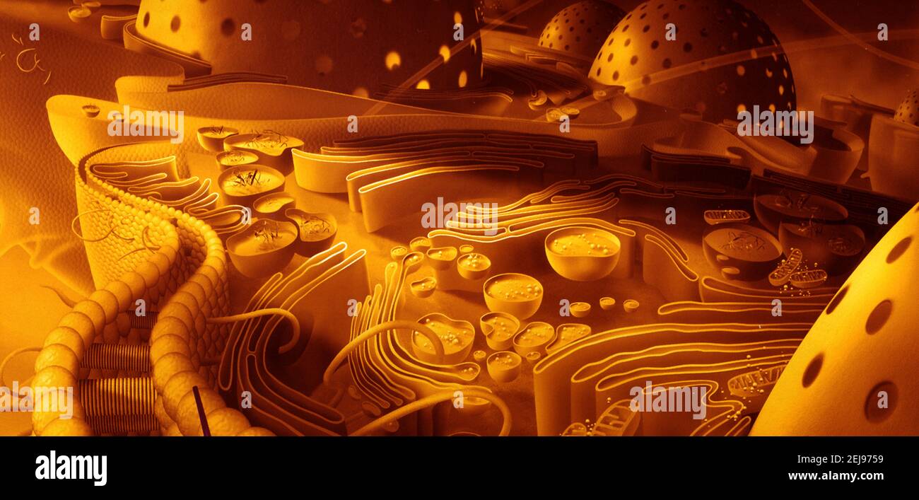 Cella, disegno Foto Stock