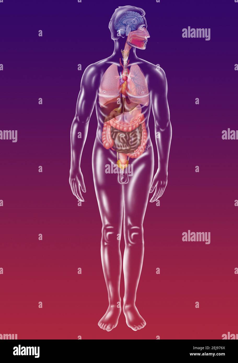 Anatomia Foto Stock