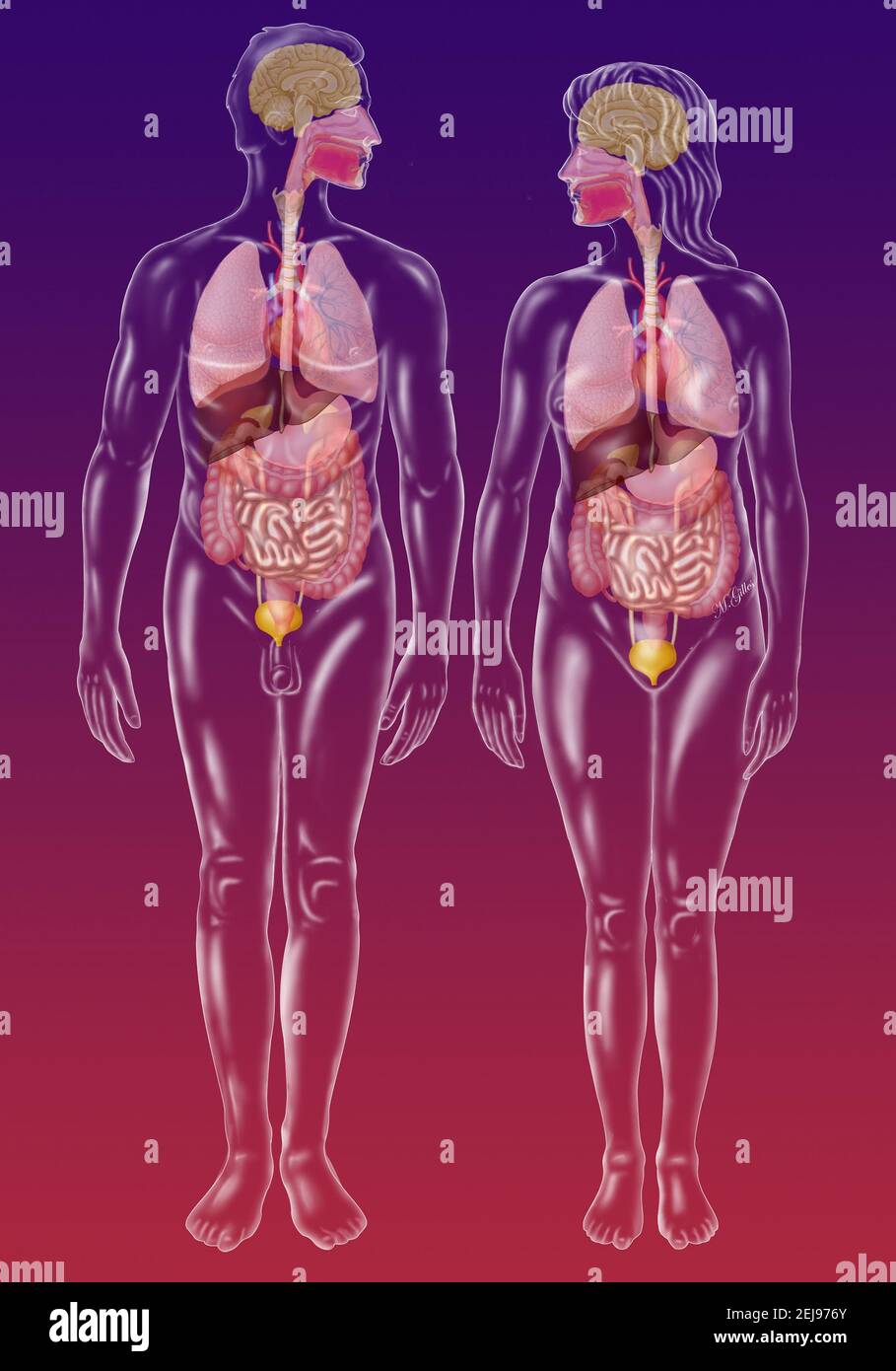 Anatomia Foto Stock