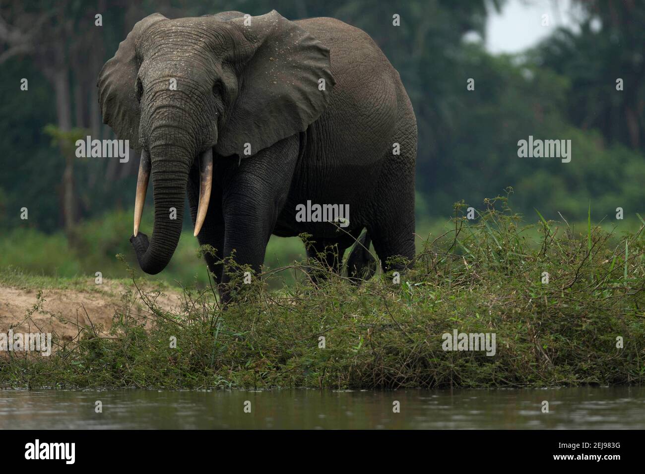 Elefante della foresta africana (loxodonta cyclotis) Foto Stock