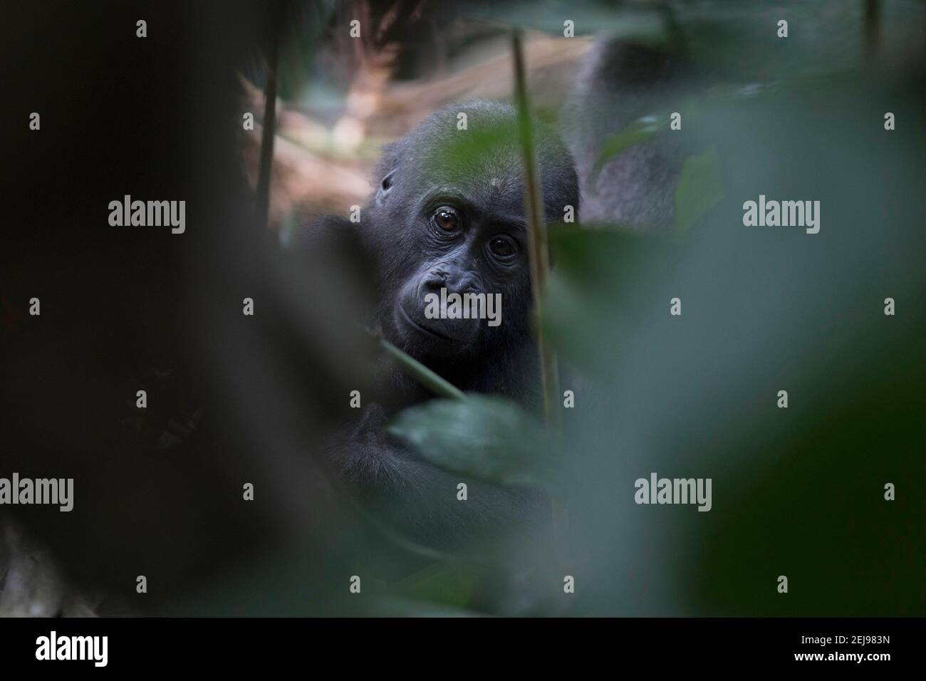 Western pianura gorilla Foto Stock