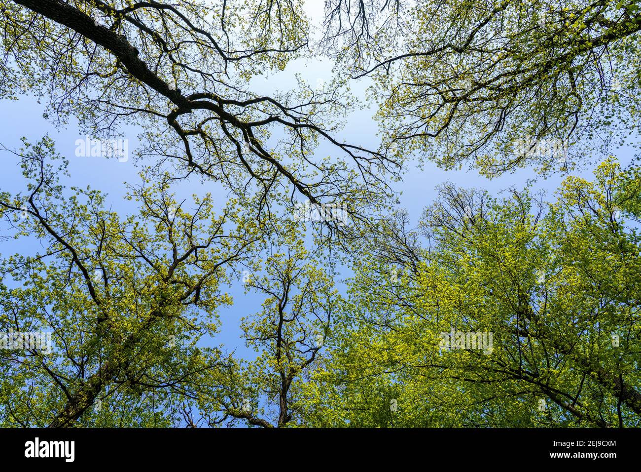 Un grande albero in una foresta Foto Stock