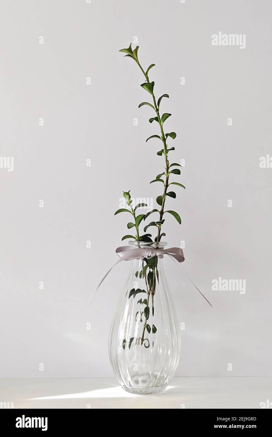 Moderno vaso in vetro trasparente con pianta su parete bianca Foto Stock