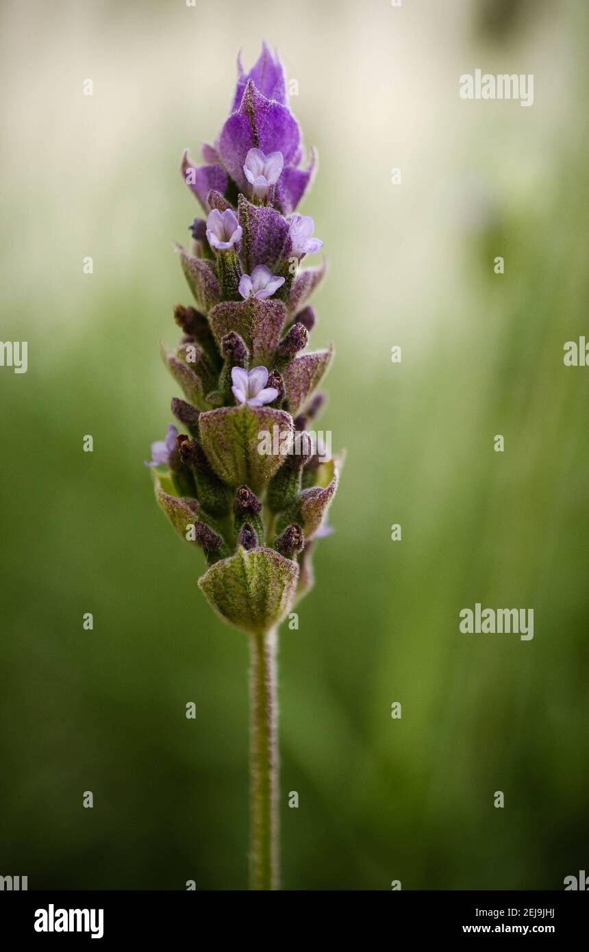 Fiore di lavanda che fiorisce nel cespuglio. Foto Stock