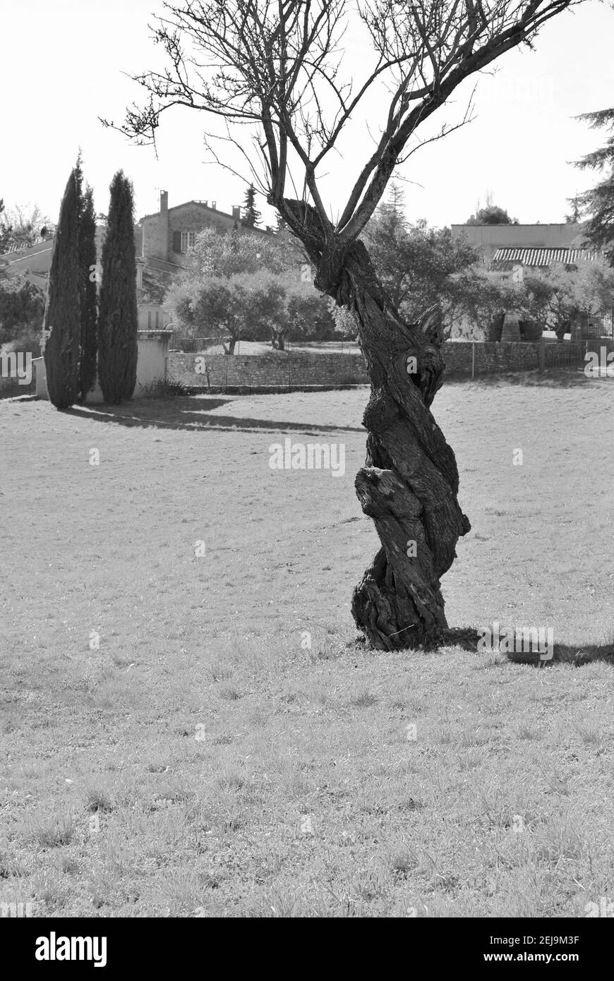 Albero ritorto con cipressi sullo sfondo Foto Stock