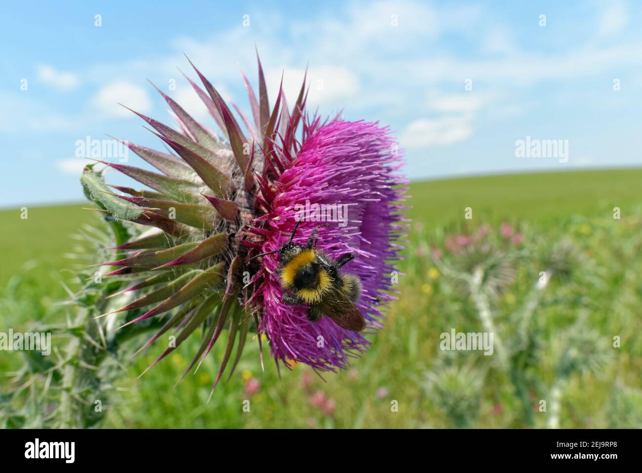 Giardino bumblebee (Hortorum Bombus) visitando nodding / Musk Thistle (nutans Carduus) in polline e nettare flower mix striscia confinante con un Barley raccolto, Regno Unito. Foto Stock