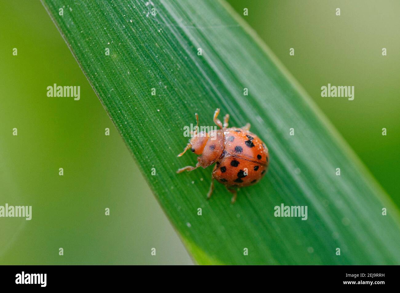 24 spot ladybird (Subcoccinella vigintiquattuorpunctata) con caratteristica superficie pelosa del corpo, su Reed blade sulla riva del fiume, Wiltshire, Regno Unito, aprile. Foto Stock