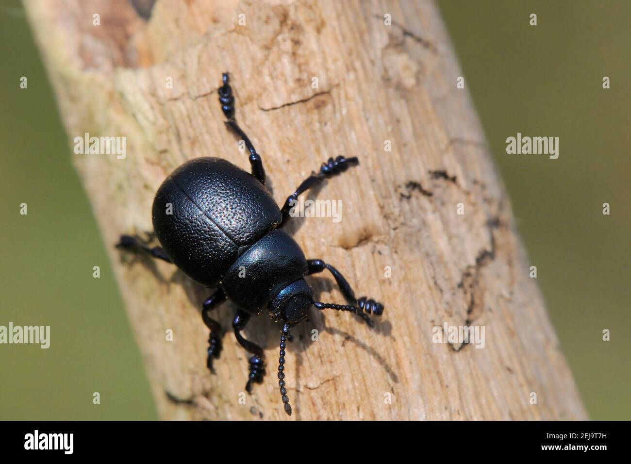 Beetle minore dal naso di Bloody (Timarcha goettingensis) su uno stelo di pianta morta in un prato di prateria di gesso, Wiltshire, Regno Unito, marzo. Foto Stock