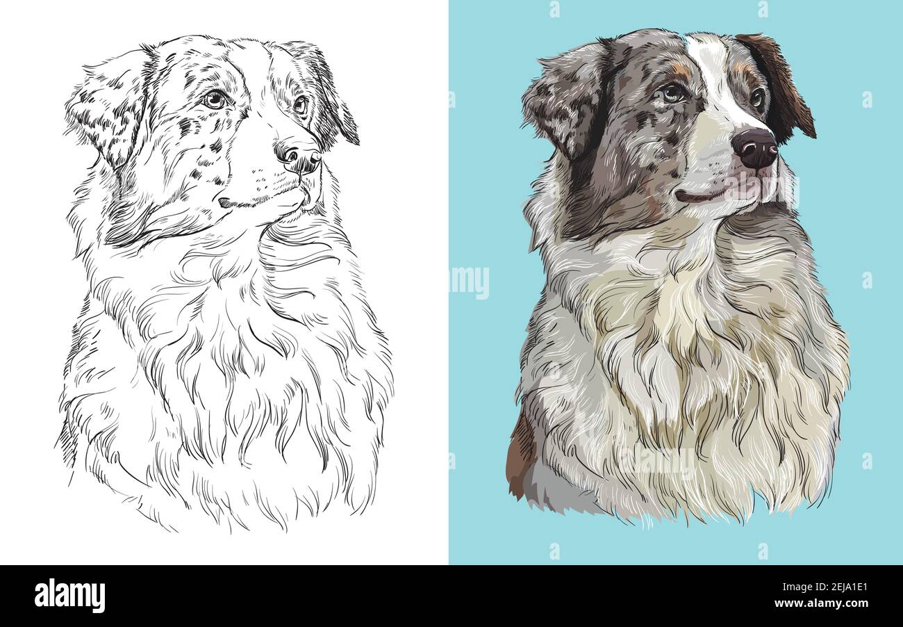 Capo realistico del pastore australiano americano. Vettore in bianco e nero e colorato illustrazione isolata del cane. Per decorazione, libro da colorare, desig Illustrazione Vettoriale