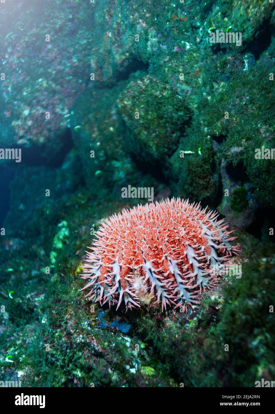 Ricci di mare closeup foto subacquea spinoso, animali globulari, echinodermi nella classe Echinoidea Foto Stock
