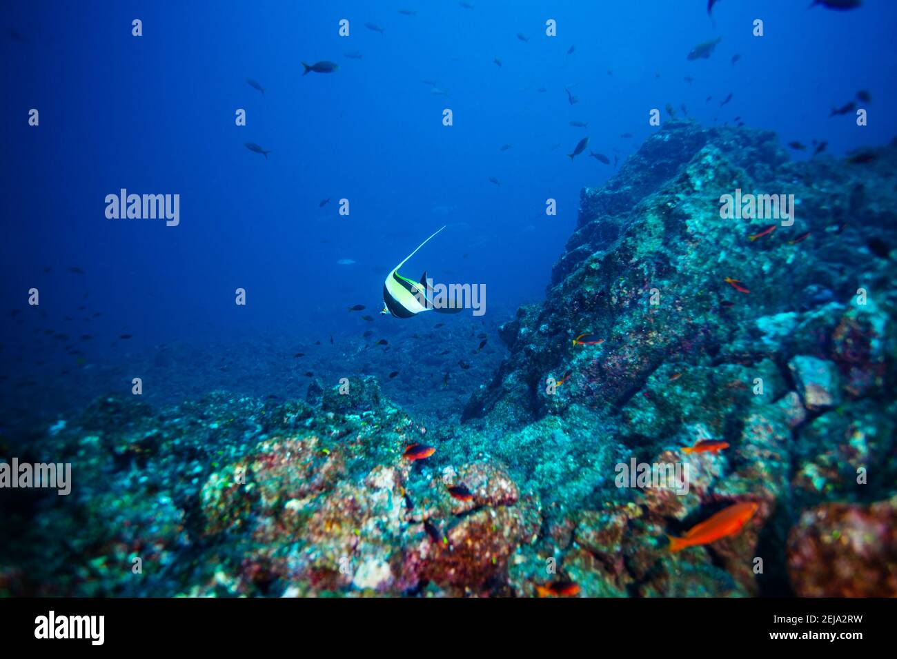 Pesce idolo moresco che nuotano tra coralli profondi sott'acqua Foto Stock