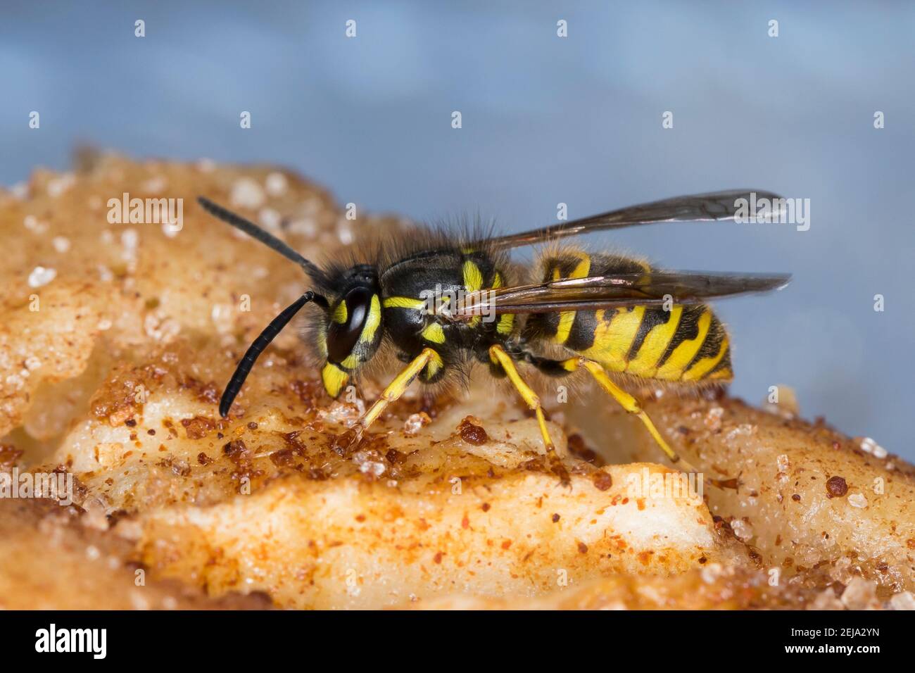 Wespe, Wespen auf Kuchen, Kuchenstück, Apfelkuchen, wasp, Giallino, vespe, gialle, Gemeine Wespe, Gewöhnliche Wespe, Vespula vulgaris, Para Foto Stock