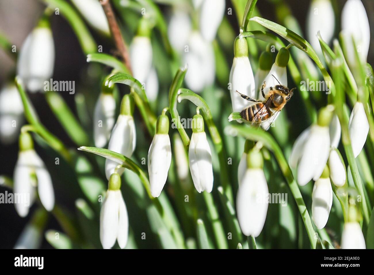 Berlino, Germania. 22 Feb 2021. Un'ape siede su uno dei fiori di una goccia di neve, una delle prime piante fiorite della primavera iniziale. Credit: Kira Hofmann/dpa-Zentralbild/dpa/Alamy Live News Foto Stock