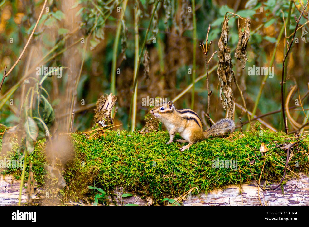 tronco di albero caduto coperto di muschio su cui siede un chipmunk, fuoco selettivo Foto Stock