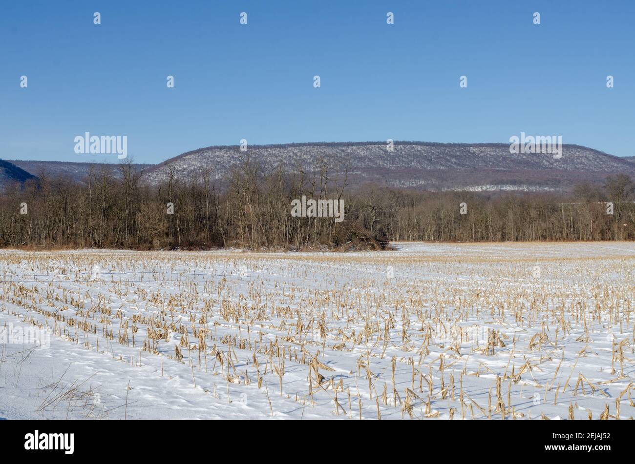 Campo di mais innevato con creste di montagna sullo sfondo Foto Stock