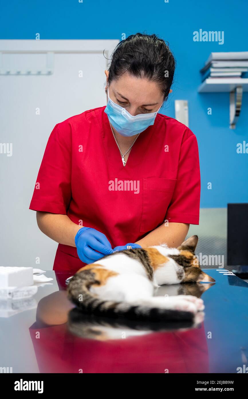 Veterinario con maschera facciale che preleva sangue da un gatto sedato Foto Stock