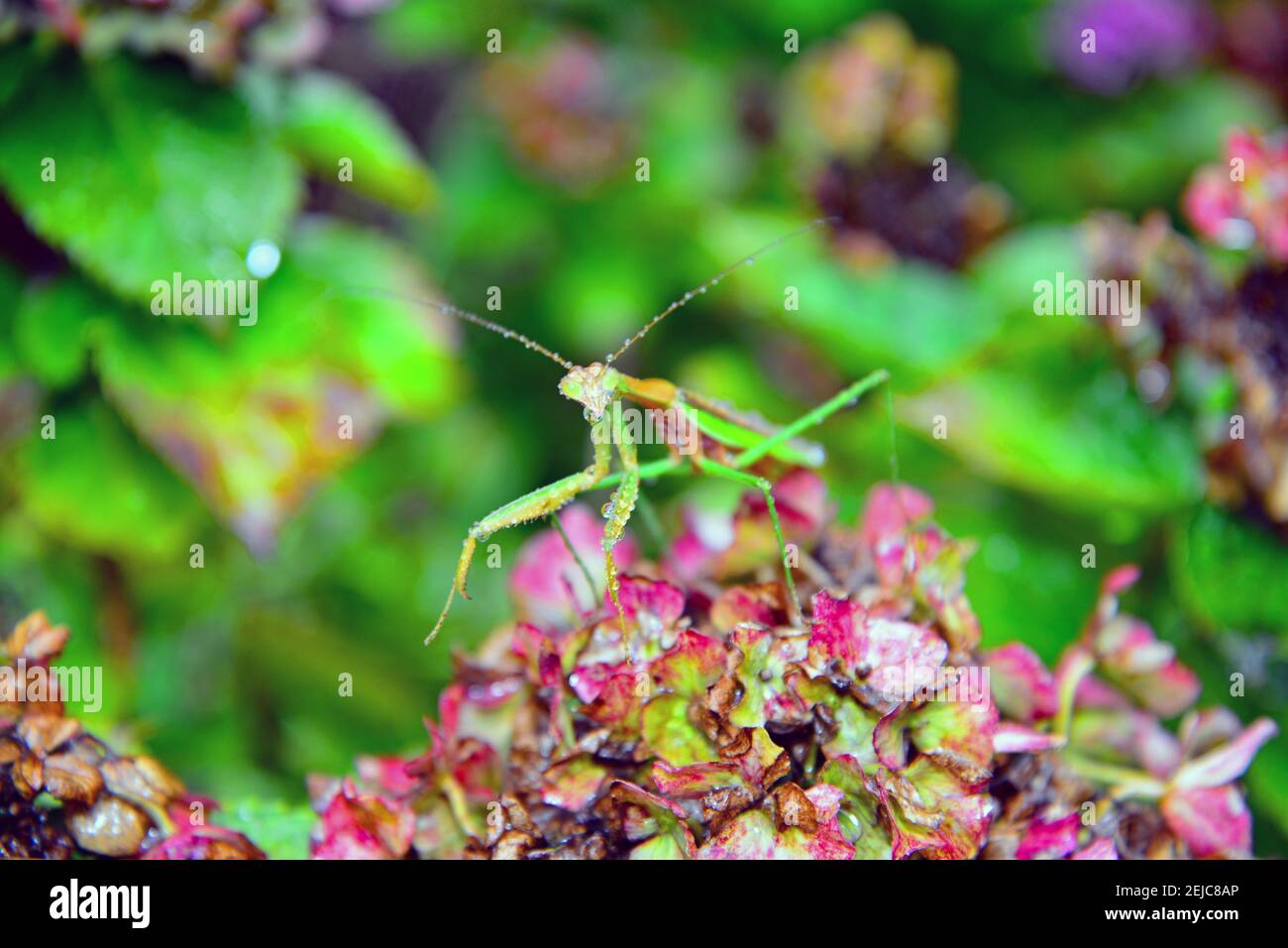 Macro primo piano di mantis verde brillante in preghiera con gocce d'acqua circondato da un giardino coloso Foto Stock