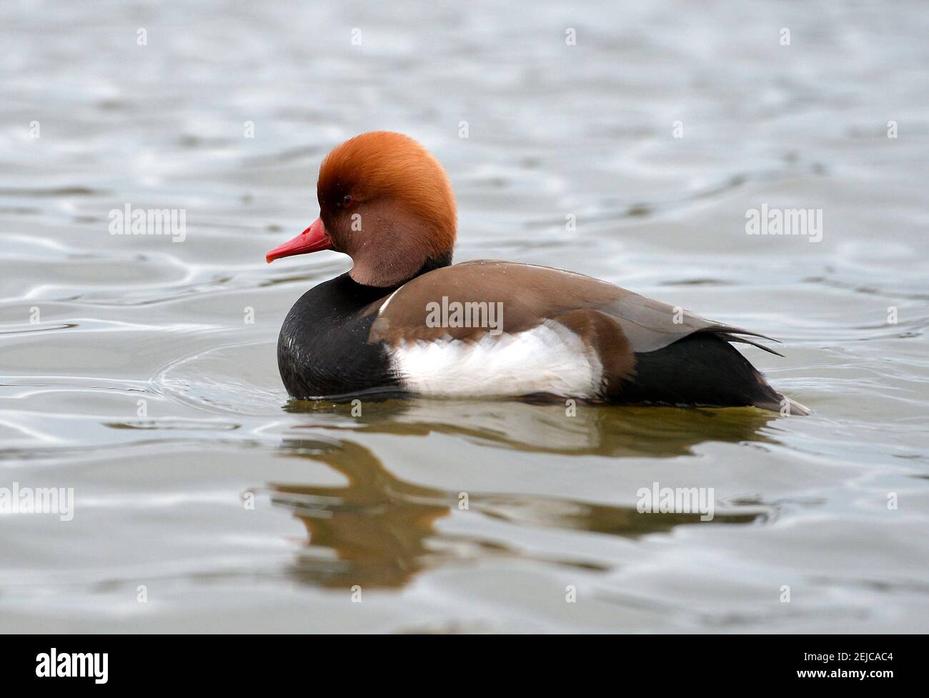 Leicester, Leicestershire, Regno Unito 20 febbraio 2021. REGNO UNITO. Un bietino maschio Red-crested a Watermead Park a Leicester. Alex Hannam/Alamy Live News Foto Stock