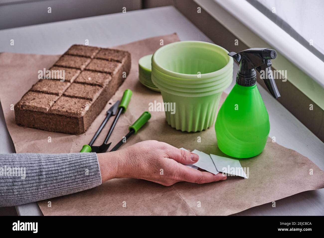 La mano femmina più anziana sul tavolo che tiene sacchetti di carta di semi per l'orto domestico contro uno sfondo di pellet di suolo secco, pianta verde p Foto Stock