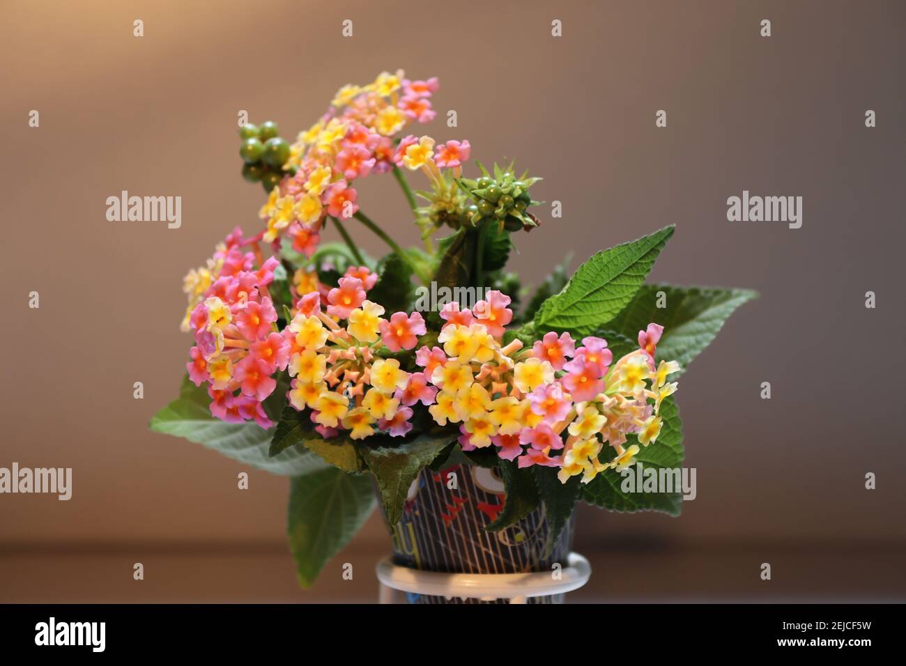 Lantana bellissimi fiori minuscoli nel cono 'Happy Bridday' sul Pizza spacer con i bei sfondi. Foto Stock