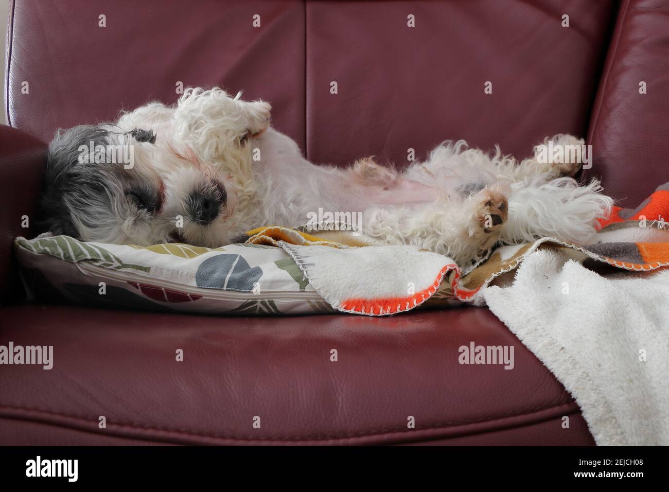 chilling cane su un divano Foto Stock