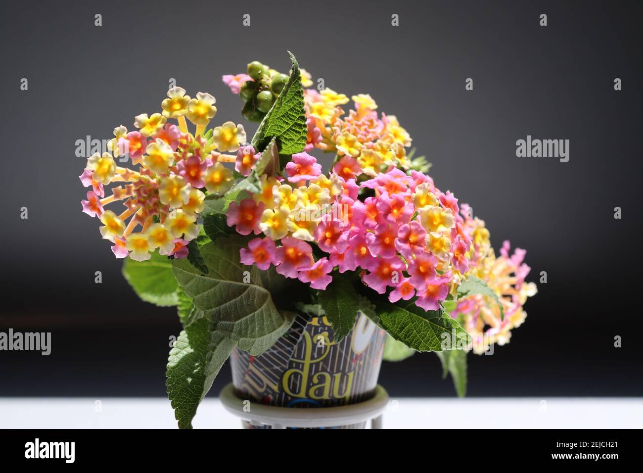 Lantana bellissimi fiori minuscoli nel cono 'Happy Bridday' sul Pizza spacer con i bei sfondi. Foto Stock